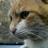 piro's profile picture