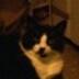 Cat's profile picture