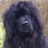 Norvik_1602 profil fotoğrafı