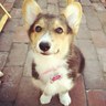 Odog profil fotoğrafı
