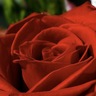 الأمل profil fotoğrafı