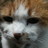 Profilbild von Himayama