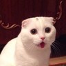 Goga's profile picture