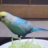 あにき profil fotoğrafı