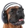 Griffin Radio Dawg 的头像