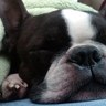 Profilbild von domesticated rhino
