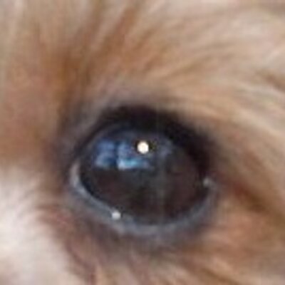 Gunter Krone's profile picture