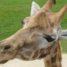 giraffemanor88 的头像