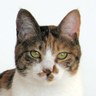 akakage profil fotoğrafı