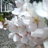 櫻宮 profil fotoğrafı