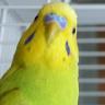 いりたまごん profil fotoğrafı