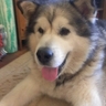 E1 dawg profil fotoğrafı