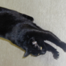 Profilbild von 黒猫クロスケ