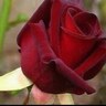 مضاوي العريج profil fotoğrafı