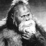 Bigfoot Monday profil fotoğrafı