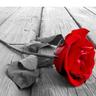 فتاة بلا عنوان's profile picture