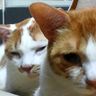 とら猫　とらにゃ 的头像
