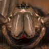 Фото профиля Paul:Iddon (Starship Wonaprize)