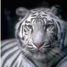 WhitetigerPDX 🏳️🌈❤🦜🦩🌺🌴🕉 #SlavaUkraini's profile picture