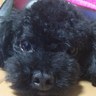 ほてりずむ's profile picture