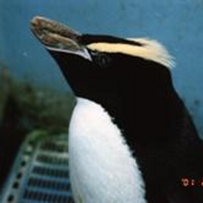 さった's profile picture