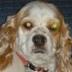 Bruce Harper's profile picture