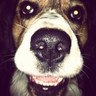 Buddy Young's profile picture