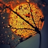 Profilbild von أبو طلال