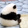 ギャル抹茶侍's profile picture