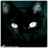 GatoNegro's profile picture