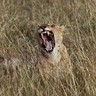 maria luisa's profile picture