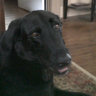 Фото профиля Jakk The Dog