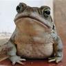 Sapo de otro pozo. profil fotoğrafı