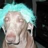 Profilbild von Douglas Fugazi