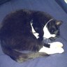 Profilbild von nikita