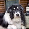 Kevin O profil fotoğrafı