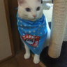 Profilbild von そらねこ