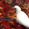 من أُمة أحمد ﷺ 的头像