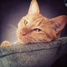 りんめいLynnMay profil fotoğrafı