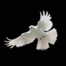 Nordus's profile picture