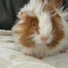 Dawn & Cavies profil fotoğrafı