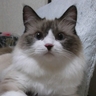 ねっこ好き profil fotoğrafı