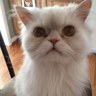 jak profil fotoğrafı