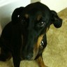 frenetic eclectic's profile picture