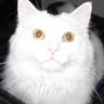 Kathy H's profile picture