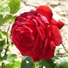 Фото профиля ام عبدالرحمن