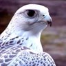 nsr's profile picture