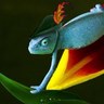 Profilbild von shy chameleon