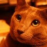 ikemendaddy's profile picture