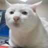 Serious Cat's profile picture